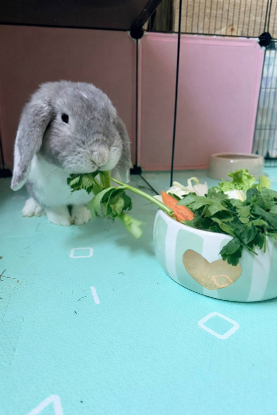 Adopter Raoul