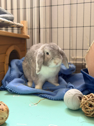 Adopter Raoul