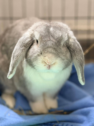Adopter Raoul
