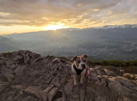 Adopter  chien : Rosy