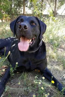 Adopter Lotus