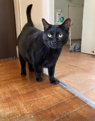 Adopter Apollo