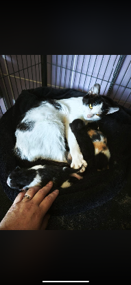 Adopter Kumai