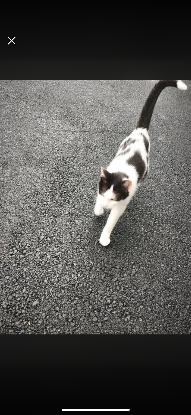 Adopter Kumai