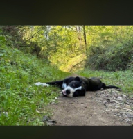 Adopter  chien : Atlas