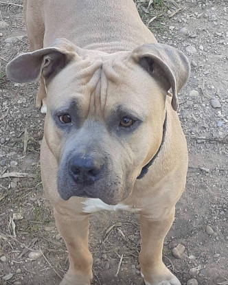 Adopter Zeus