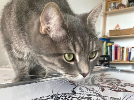 Adopter Gribouille