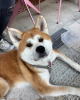 Achika