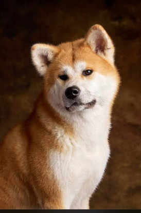 Adopter Achika