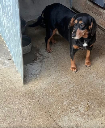 Adopter Tickie