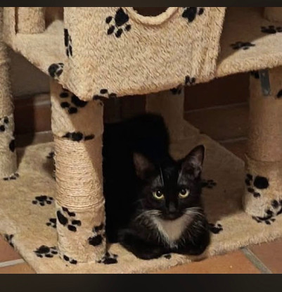Adopter Millie