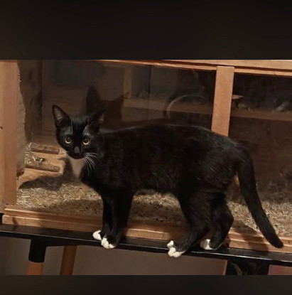 Adopter Millie