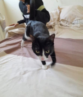 Adopter  chat : Chouquette