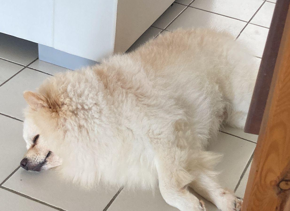 Adopter Thèse spoky