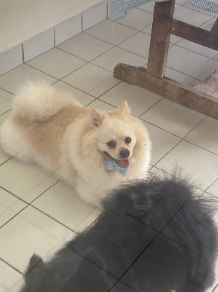 Adopter Thèse spoky
