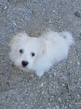 Adopter Ario