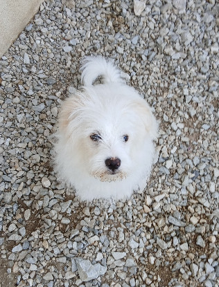 Adopter Ario