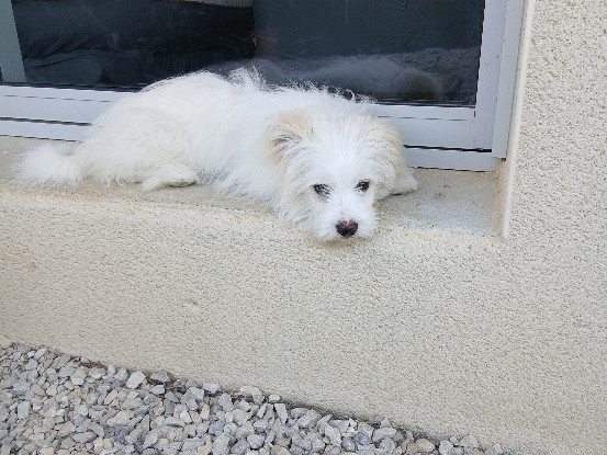Adoption Ario