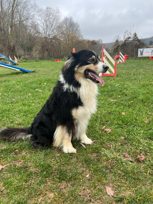 Adopter Omega
