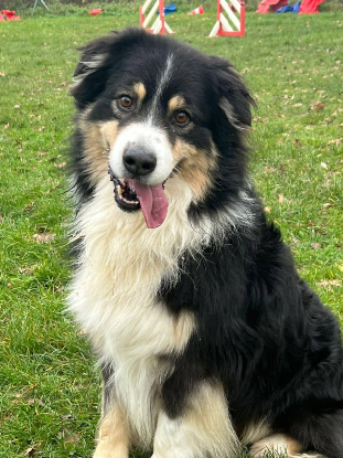 Adopter Omega
