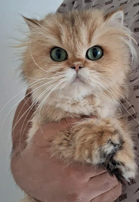 Adopter Lotti