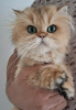 Lotti