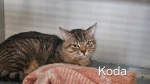 Koda
