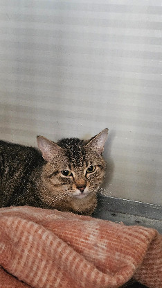 Adopter Koda
