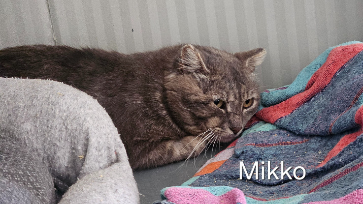 Adopter Mikko