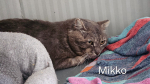 Mikko