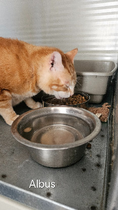Adopter Albus