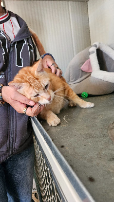 Adopter Albus