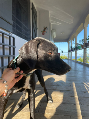 Adopter Eden
