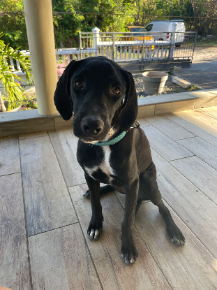 Adoption Eden