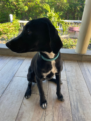 Adoption Eden