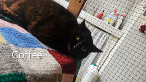 Adopter  chat : Coffee