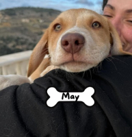 Adopter  chien : May