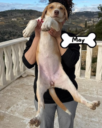 Adopter May