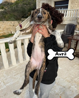 Adopter Avril