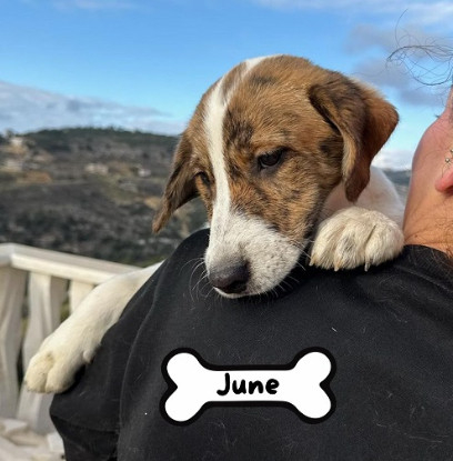 Adopter June