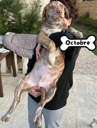 Adopter Octobre