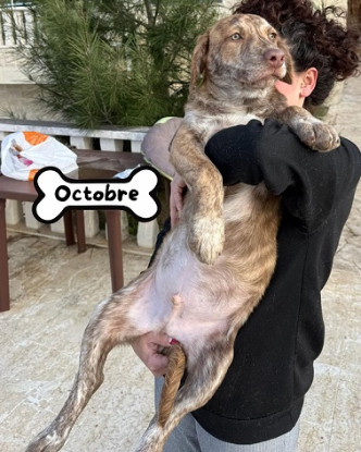 Adopter Octobre