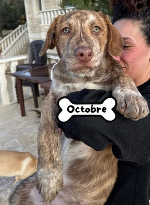 Adopter Octobre