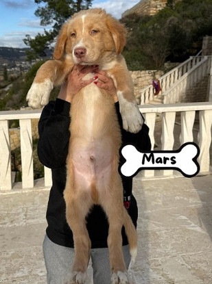 Adopter Mars