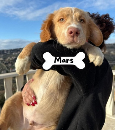 Adoption Mars