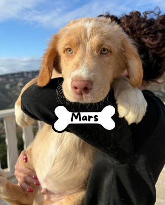 Adoption Mars
