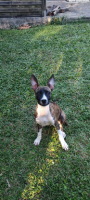 Adopter  chien : Joy