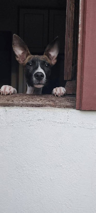 Adopter Joy