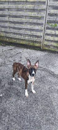 Adopter Joy