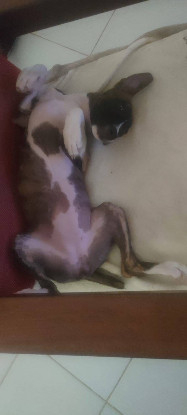 Adoption Joy